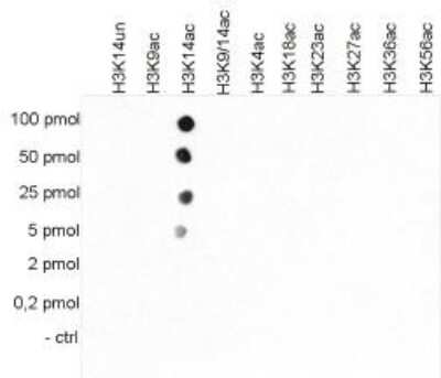 Dot Blot: Histone H3 [ac Lys14] Antibody [NBP2-59275] - To test the cross reactivity of the antibody against H3K14ac, a Dot Blot analysis was performed with peptides containing other histone modifications and the unmodified H3K14. One hundred to 0.2 pmol of the respective peptides were spotted on a membrane. The antibody was used at a dilution of 1:10,000. Figure shows a high specificity of the antibody for the modification of interest.